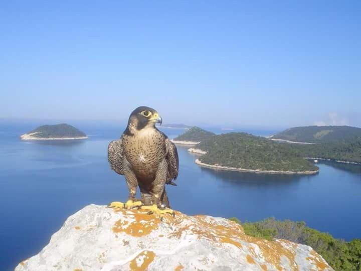 Dragovoda Bay Uble Екстер'єр фото